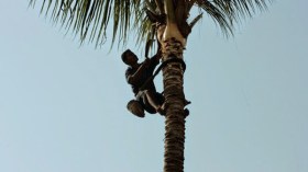 سبعيني يتسلق شجرة هرباً من إزعاج زوجته!