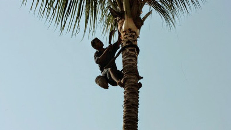 سبعيني يتسلق شجرة هرباً من إزعاج زوجته!