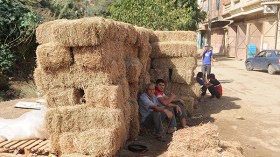 قاعات حفلات ومحلات لبيع الألبسة والأثاث تنقلب إلى إسطبلات!