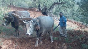 “بوحو”.. آخر الحراثين التقليديين في زمن “المكننة” والجرّارات المكيفة