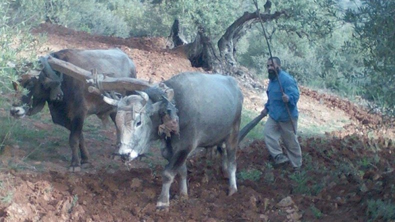 “بوحو”.. آخر الحراثين التقليديين في زمن “المكننة” والجرّارات المكيفة