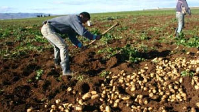 ديون الفلاحين.. 1200 مليار سنتيم بين خيار المسح الكلي وإعادة الجدولة