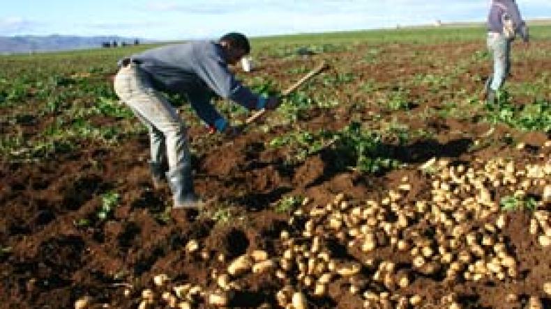 ديون الفلاحين.. 1200 مليار سنتيم بين خيار المسح الكلي وإعادة الجدولة