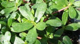 مستحلب نبتة “البورطلاق” يعالج السمنة ويخفض الكوليسترول