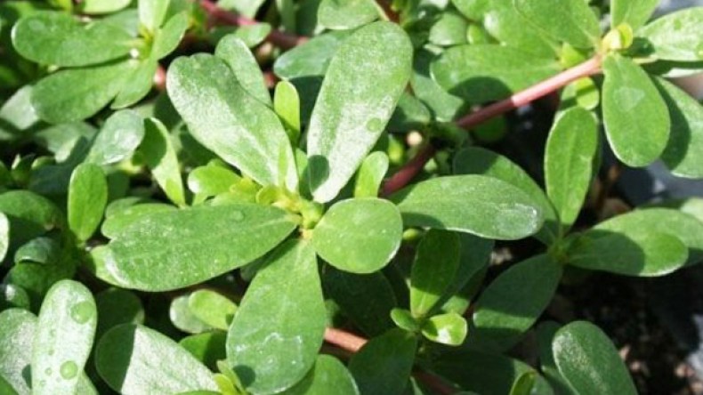 مستحلب نبتة “البورطلاق” يعالج السمنة ويخفض الكوليسترول