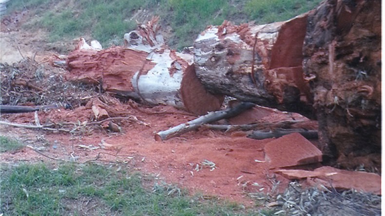 اقتلاع أشجار عمرها قرن بحي الإدريسي 2 ببوزريعة