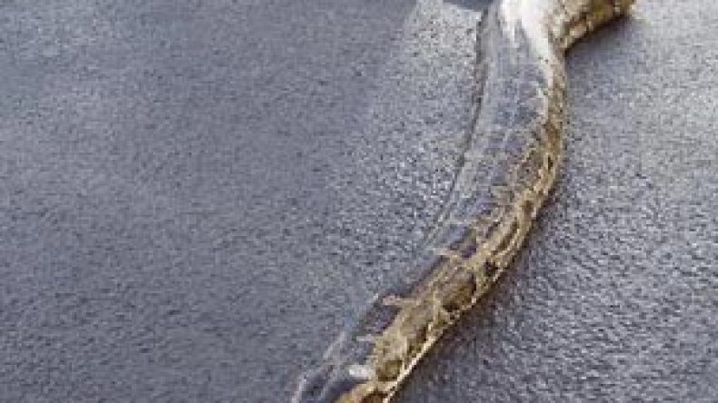 ثعبان بطول مترين يهجم على عائلة الشيخ بن باديس بقسنطينة