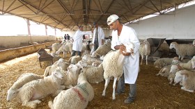 الأطباء البياطرة بإيليزي يقررون الدخول في إضراب