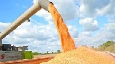 Céréales: 42 millions de quintaux récoltés