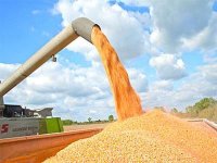 Céréales: 42 millions de quintaux récoltés