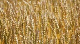 Le marché européen des céréales un peu boudé à cause de la fermeté de l'euro