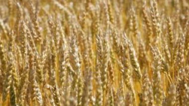 Le marché européen des céréales un peu boudé à cause de la fermeté de l'euro