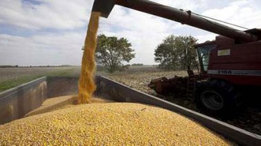 Filière céréales : l’OAIC a investi 10 milliards de DA dans la mécanisation (DG)