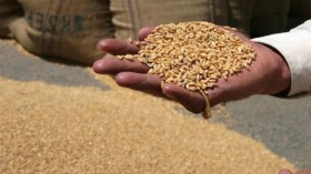 الديوان المهني للحبوب يشرع في توزيع البذور المعدلة  على الفلاحين
