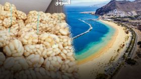 Projected Export of Potatoes From Oued Souf Province Towards The Canary Islands