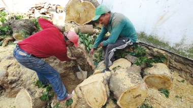 El Biar (Alger) : découverte d’une cache d’armes appartenant à l’OAS
