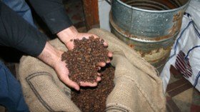 Algerians spend more than 300 million dollars on coffee