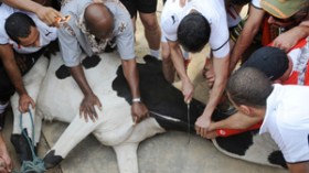 منتخب  مصر  يذبح  عجلا  ثانيا  قبل  لقاء  الجزائر