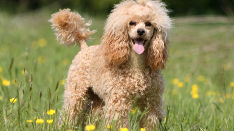 جزائريون ينفقون 40 ألف دينار شهرياً على القطط والكلاب