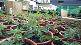 حقول المخدرات داخل البيوت والنبتة الواحدة بمليون سنتيم