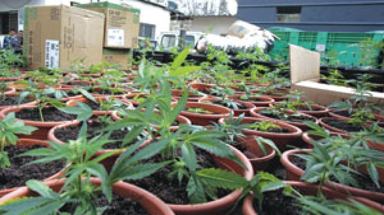 حقول المخدرات داخل البيوت والنبتة الواحدة بمليون سنتيم