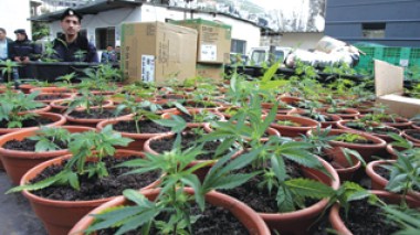 Algeria: over 650 kg of drug seized