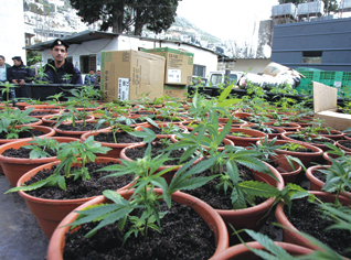 Algeria: over 650 kg of drug seized