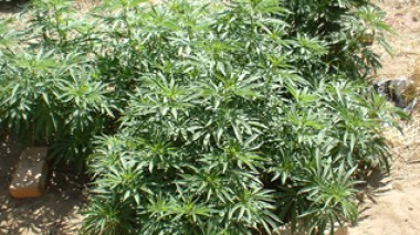 Un repenti converti en trafiquant de drogue