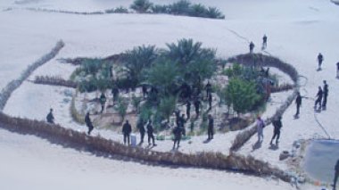 Two hectares of planted cannabis discovered in southern Algeria