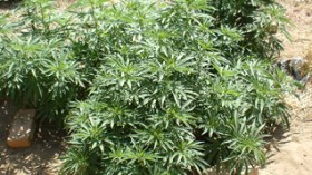 Drugs network dismantled in Algeria