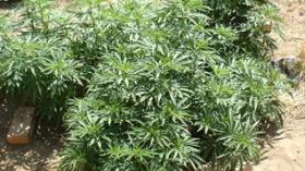 Indicted farmer produces cannabis in his own house