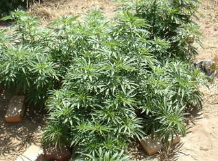 Indicted farmer produces cannabis in his own house