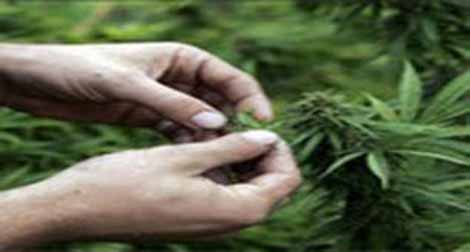 120 plants de cannabis découverts à El-Menea (Ghardaïa)
