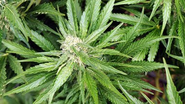 Illizi: une ferme de cannabis découverte