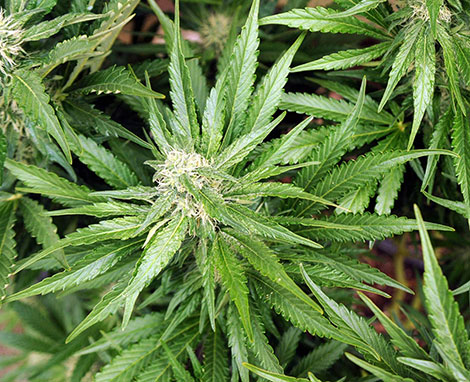 Illizi: une ferme de cannabis découverte