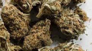 Tabac à chiquer à base du cannabis sur le marché algérien