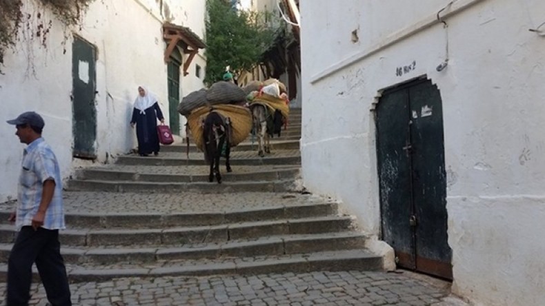 حمار القصبة.. قرن من المهام الشاقة والتفوّق على التكنولوجيا