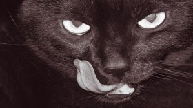 قط متشرد يفترس رضيعا في مصلحة التوليد بوهران