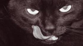 Newborn slaughtered by a cat at hospital