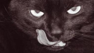 Newborn slaughtered by a cat at hospital