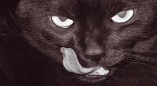 Newborn slaughtered by a cat at hospital