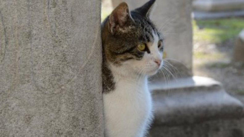 قط في بريطانيا ينقذ مالكته من حريق