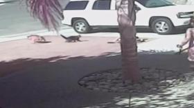 تسجيل مصور يظهر قطة تنقذ طفلاً هاجمه كلب