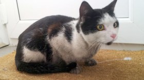 قطة تقطع ألف كيلومتر سيرا بحثا عن صاحبتها