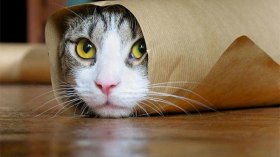 شوارب.. قطط!