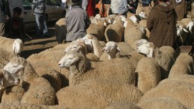 انتعاش سوق المواشي بالطيبات والمواطنون يشرعون في الشراء