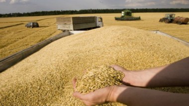 L’Algérie a réalisé la seconde plus grande récolte de céréales en 2012