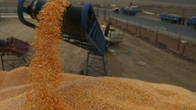 خبير: تعطيل تقنية “الري التكميلي” يبقي الجزائر من اكبر مستوردي القمح