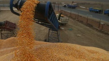 Algeria increased demands gives boost to UK wheat exports
