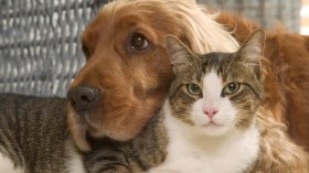 جزائريون “يتبنون” القطط والكلاب ويبنون ملاجئ لرعايتها